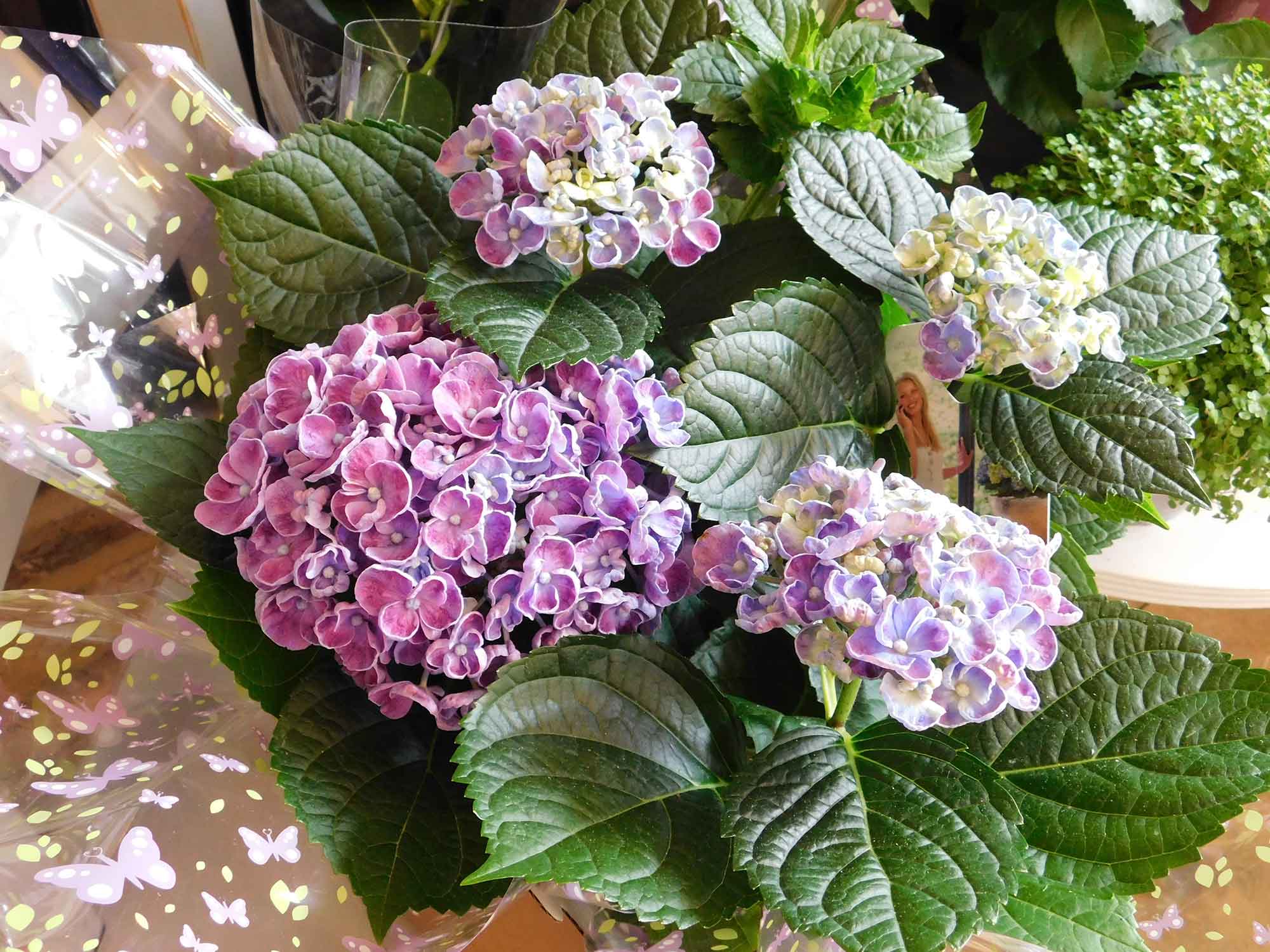 Hydrangea